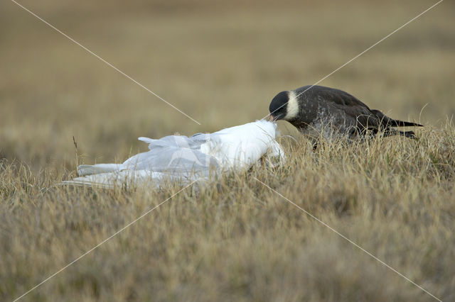 Middelste Jager (Stercorarius pomarinus)