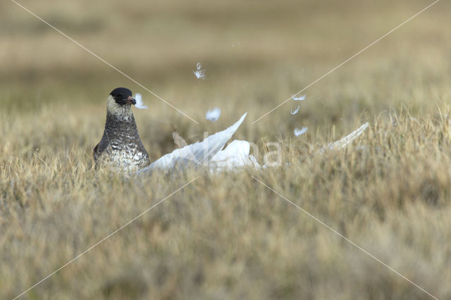 Pomarine Jaeger (Stercorarius pomarinus)