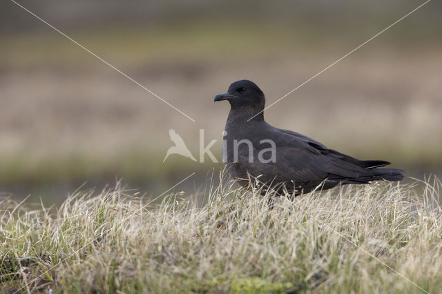 Pomarine Jaeger (Stercorarius pomarinus)