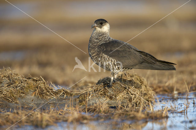 Middelste Jager (Stercorarius pomarinus)