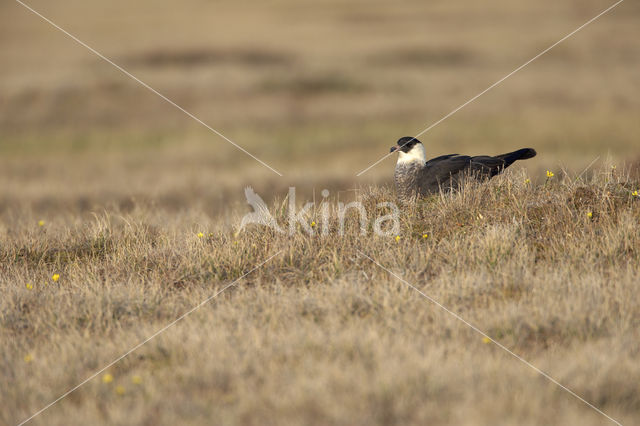 Pomarine Jaeger (Stercorarius pomarinus)
