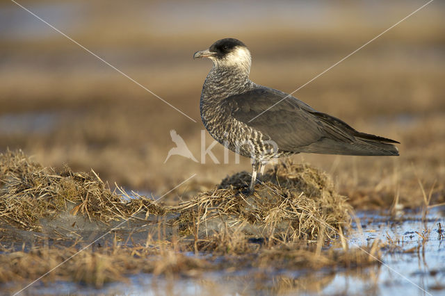 Middelste Jager (Stercorarius pomarinus)