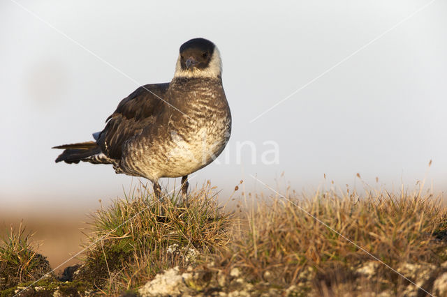 Pomarine Jaeger (Stercorarius pomarinus)