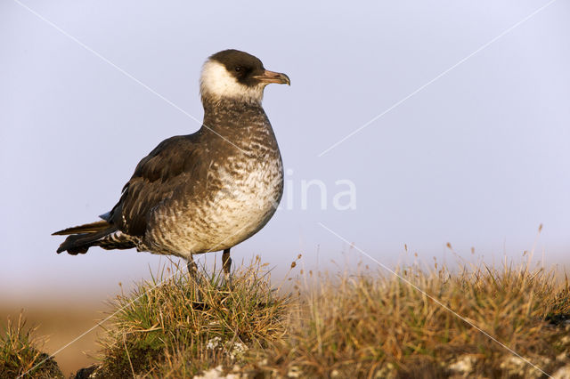 Pomarine Jaeger (Stercorarius pomarinus)