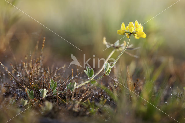 Greater Birdsfoot-trefoil (Lotus pedunculatus)