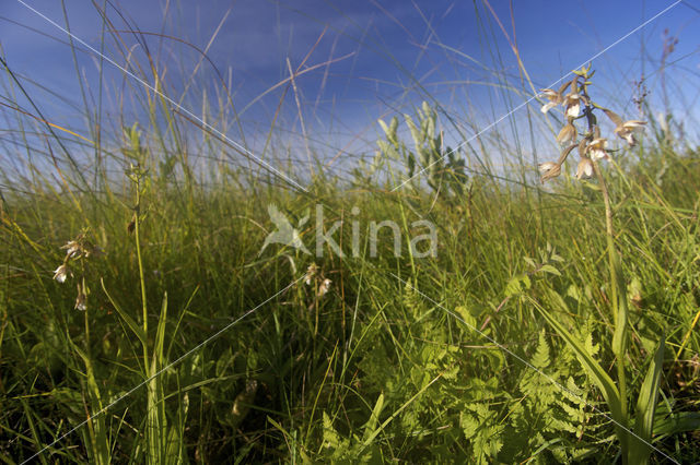 Marsh Helleborine (Epipactis palustris)