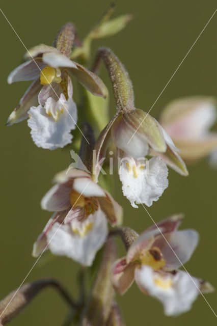 Marsh Helleborine (Epipactis palustris)