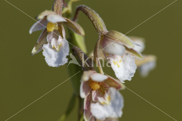 Moeraswespenorchis (Epipactis palustris)