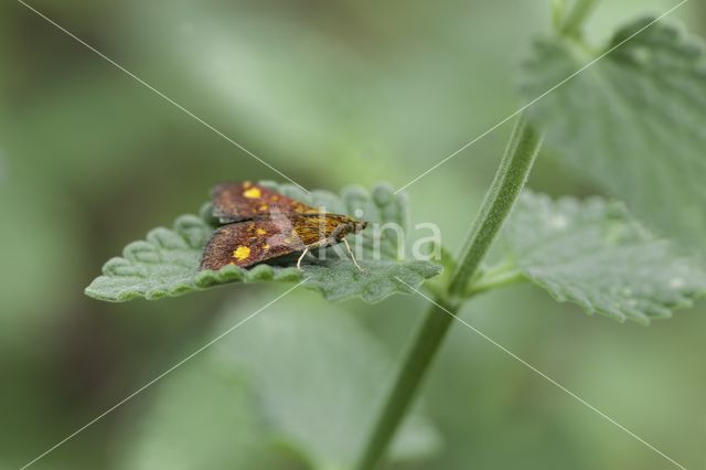 Muntvlinder (Pyrausta aurata)