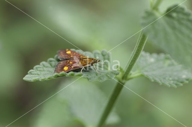 Mint Moth (Pyrausta aurata)