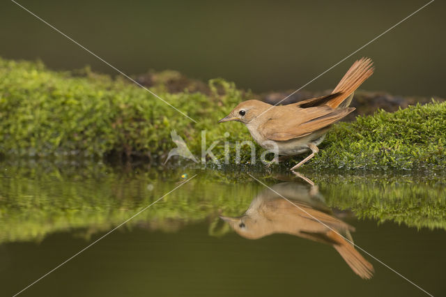 Nachtegaal (Luscinia megarhynchos)