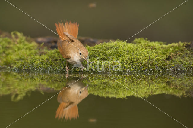 Common Nightingale (Luscinia megarhynchos)