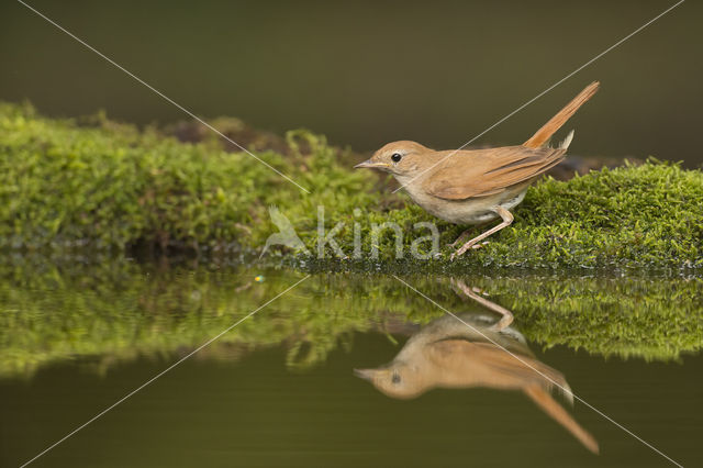 Common Nightingale (Luscinia megarhynchos)