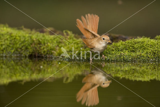 Common Nightingale (Luscinia megarhynchos)