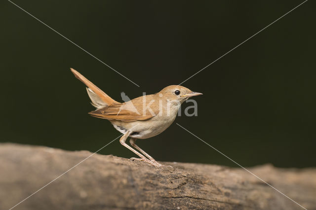 Common Nightingale (Luscinia megarhynchos)