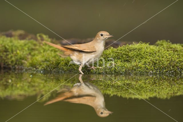 Common Nightingale (Luscinia megarhynchos)