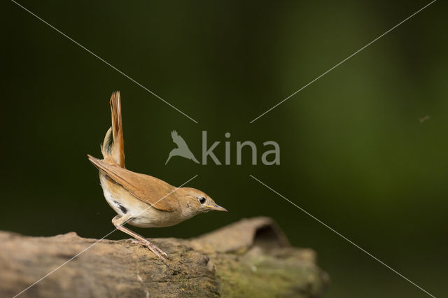 Common Nightingale (Luscinia megarhynchos)