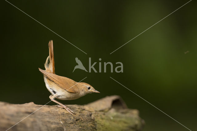 Nachtegaal (Luscinia megarhynchos)