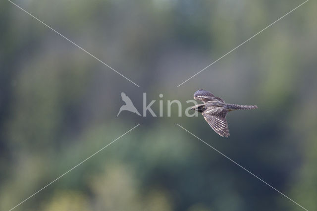 European Nightjar (Caprimulgus europaeus)