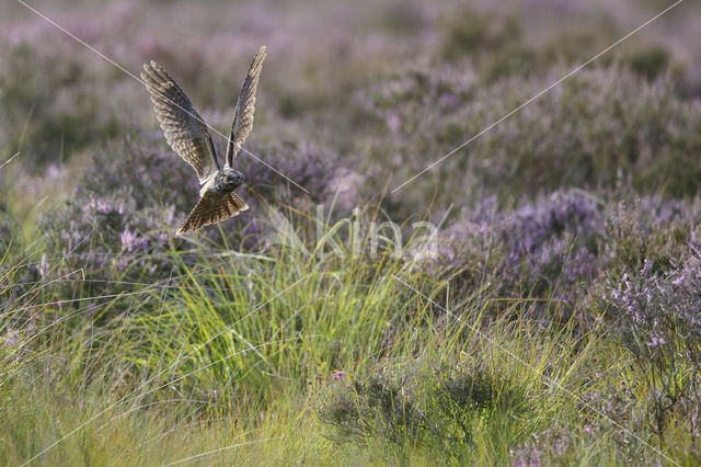 Nachtzwaluw (Caprimulgus europaeus)