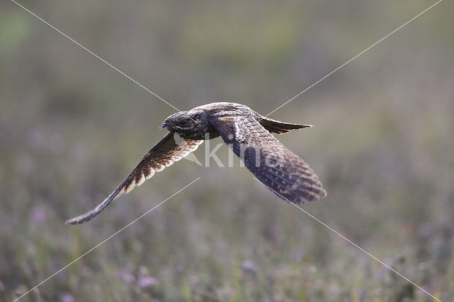 European Nightjar (Caprimulgus europaeus)