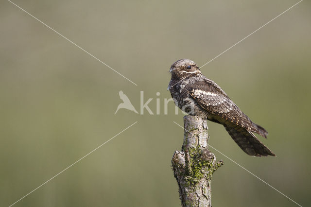 European Nightjar (Caprimulgus europaeus)