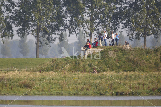 Nationaal Park de Biesbosch