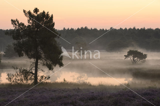 National Park de Maasduinen