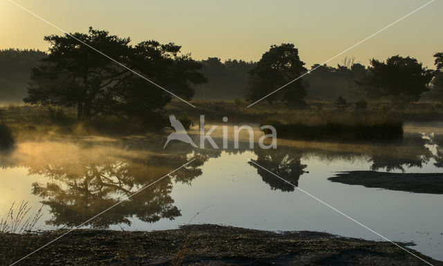 Nationaal Park De Maasduinen