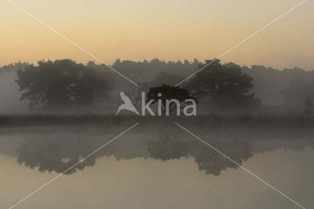 Nationaal Park De Maasduinen