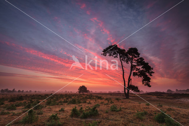 National Park Drents-Friese Wold