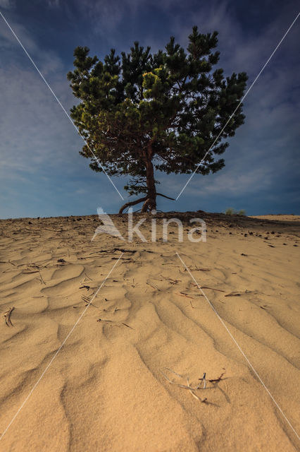 National Park Drents-Friese Wold