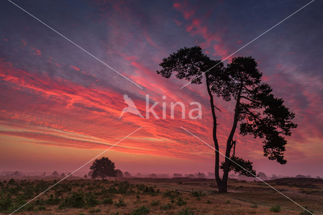Nationaal Park Drents-Friese Wold