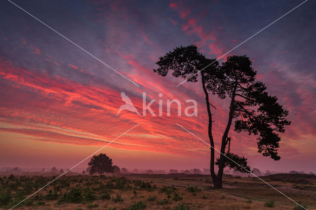 National Park Drents-Friese Wold