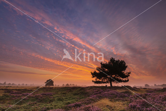 Nationaal Park Drents-Friese Wold