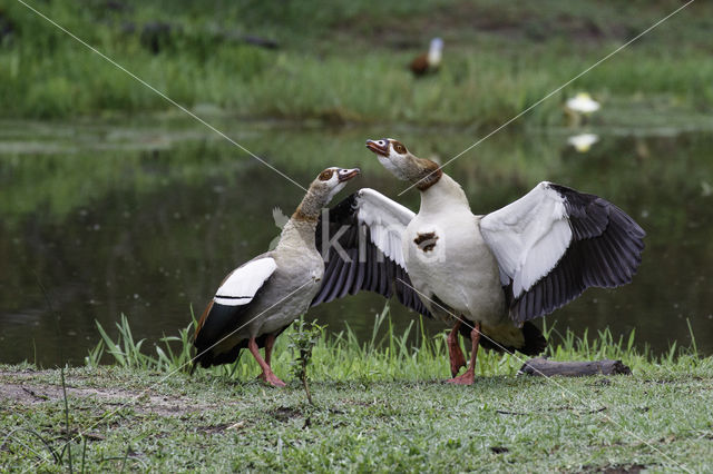 Egyptian Goose (Alopochen aegyptiaca)