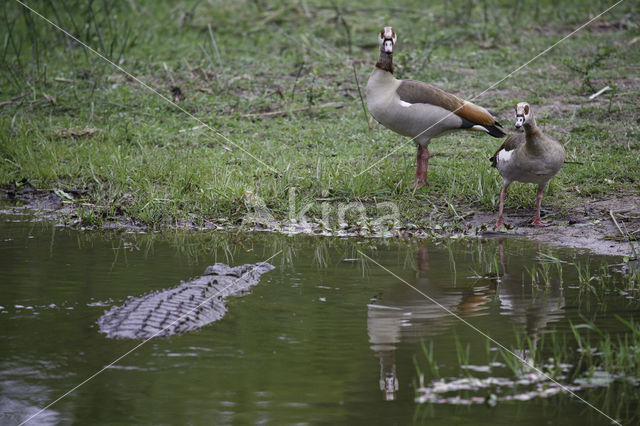 Egyptian Goose (Alopochen aegyptiaca)