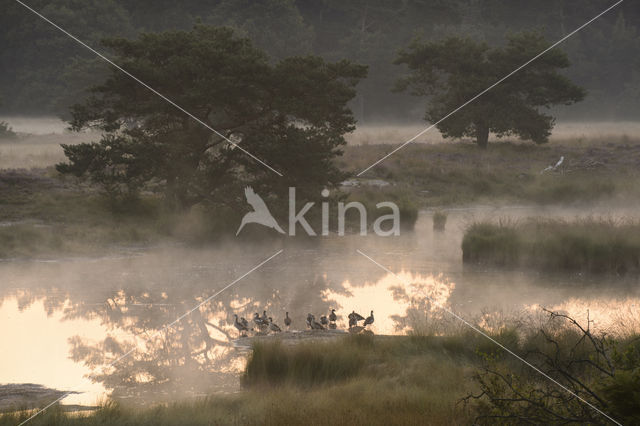 Egyptian Goose (Alopochen aegyptiaca)