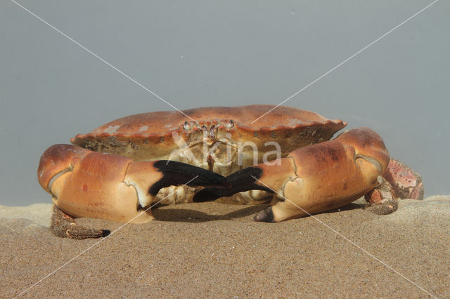 Noordzeekrab (Cancer pagurus)