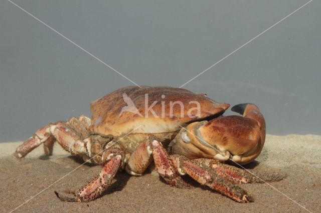 Edible crab (Cancer pagurus)