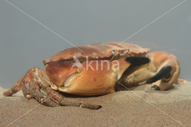 Edible crab (Cancer pagurus)