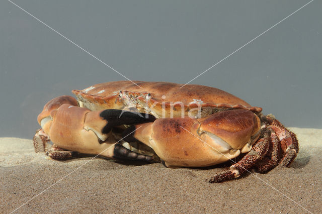 Edible crab (Cancer pagurus)