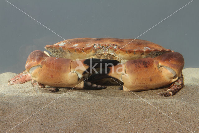 Edible crab (Cancer pagurus)