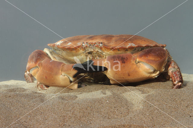 Edible crab (Cancer pagurus)