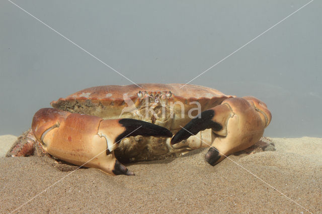 Edible crab (Cancer pagurus)