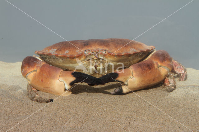 Edible crab (Cancer pagurus)