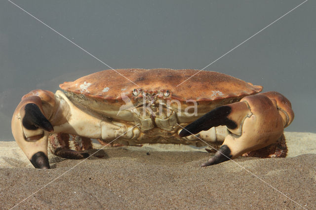 Edible crab (Cancer pagurus)