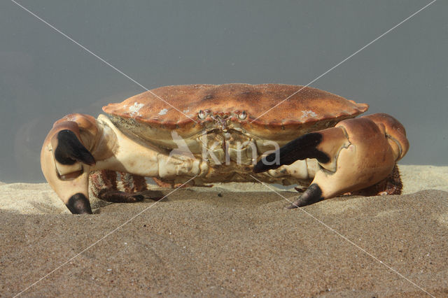 Edible crab (Cancer pagurus)