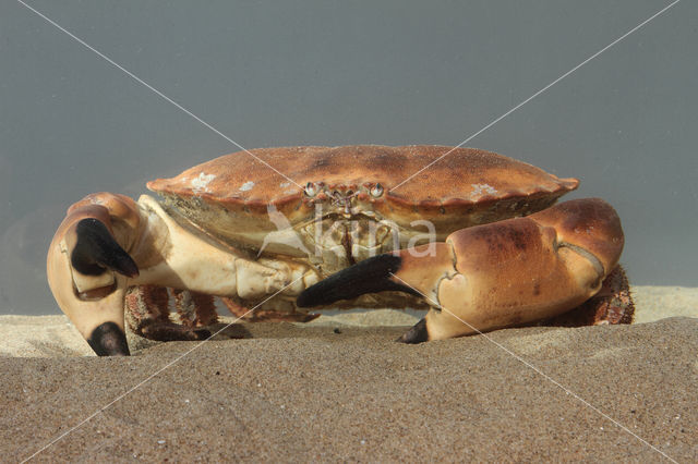 Edible crab (Cancer pagurus)