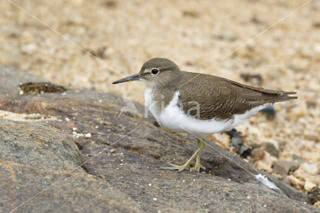 Oeverloper (Actitis hypoleucos)